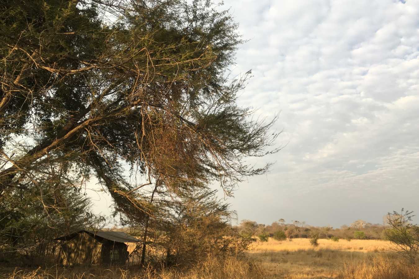 Camouflaged camp - Ntemwa Busanga Camp