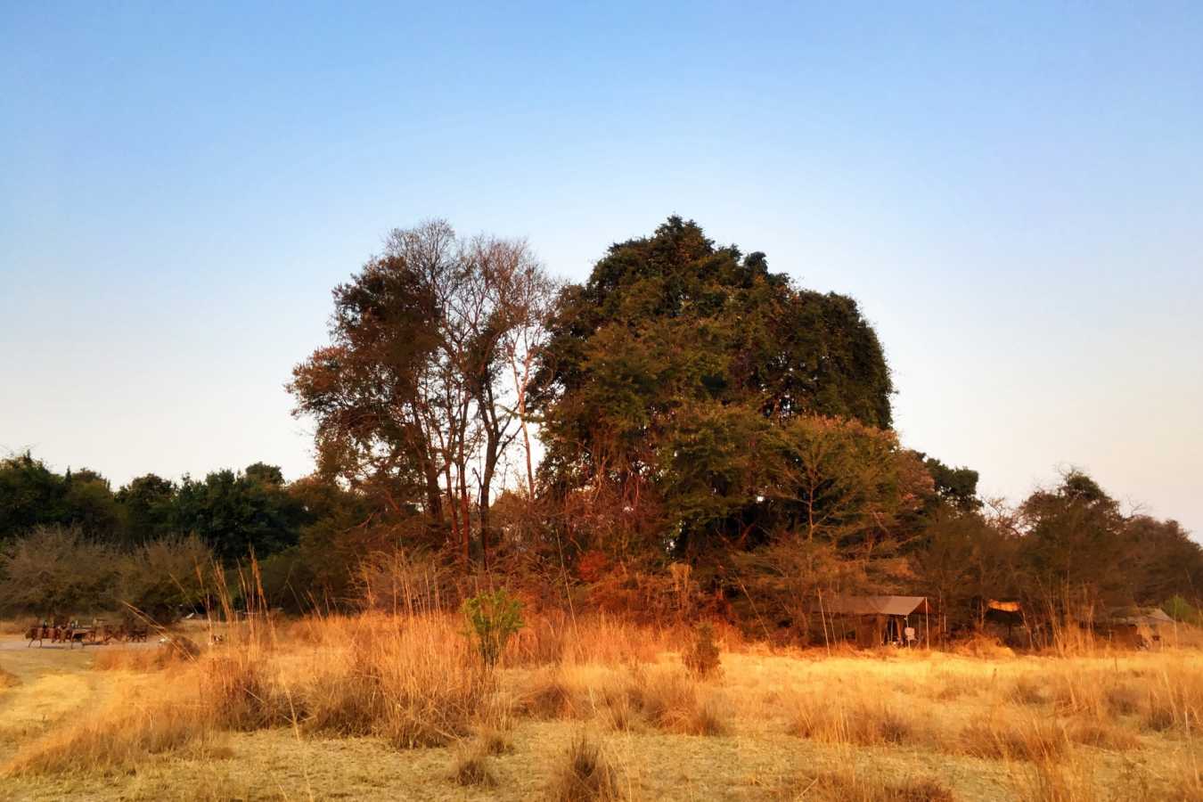 Bush camp - Ntemwa Busanga Camp