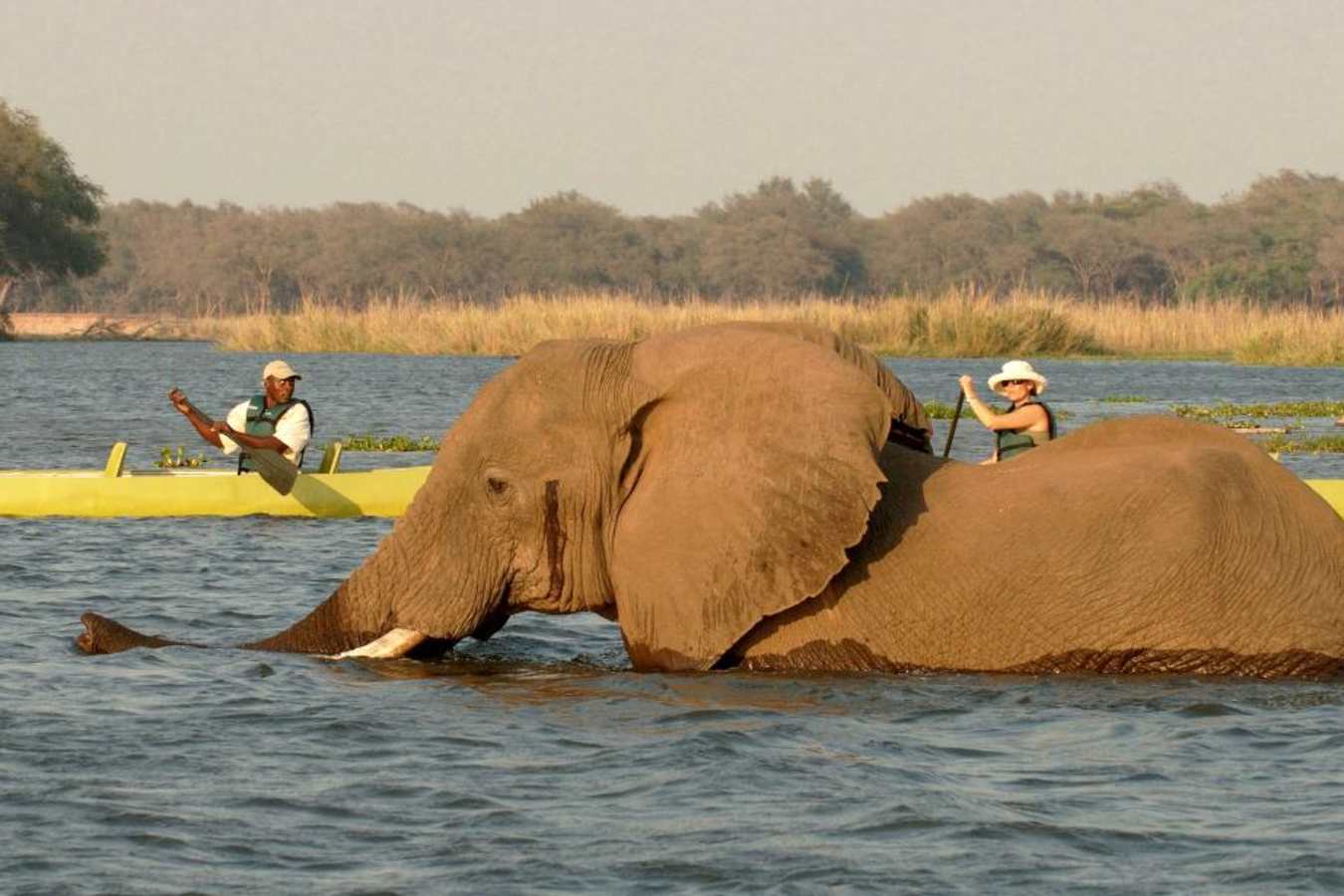 Elephant crossing at Old Mondoro