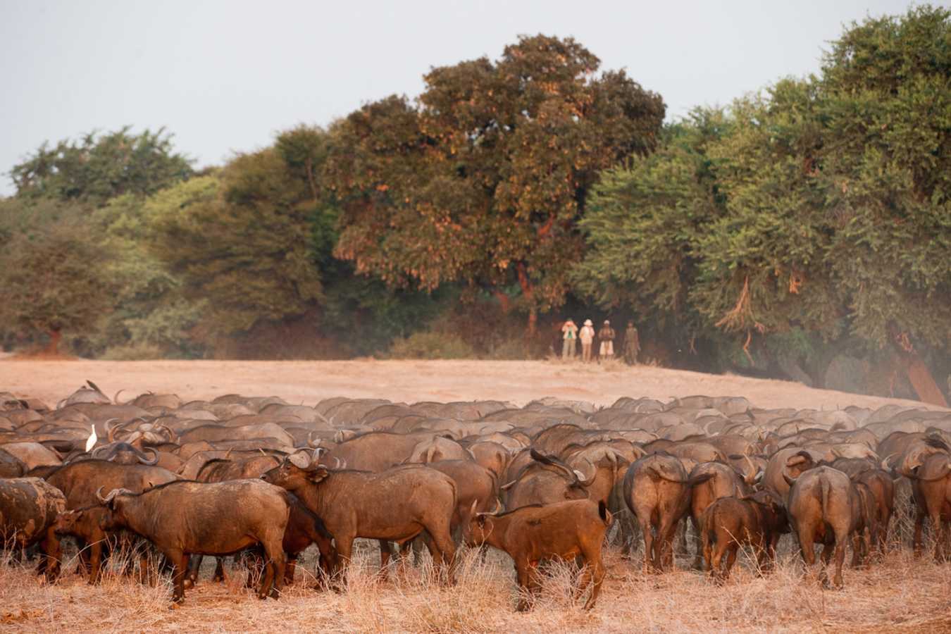 Walking safari at Old Mondoro