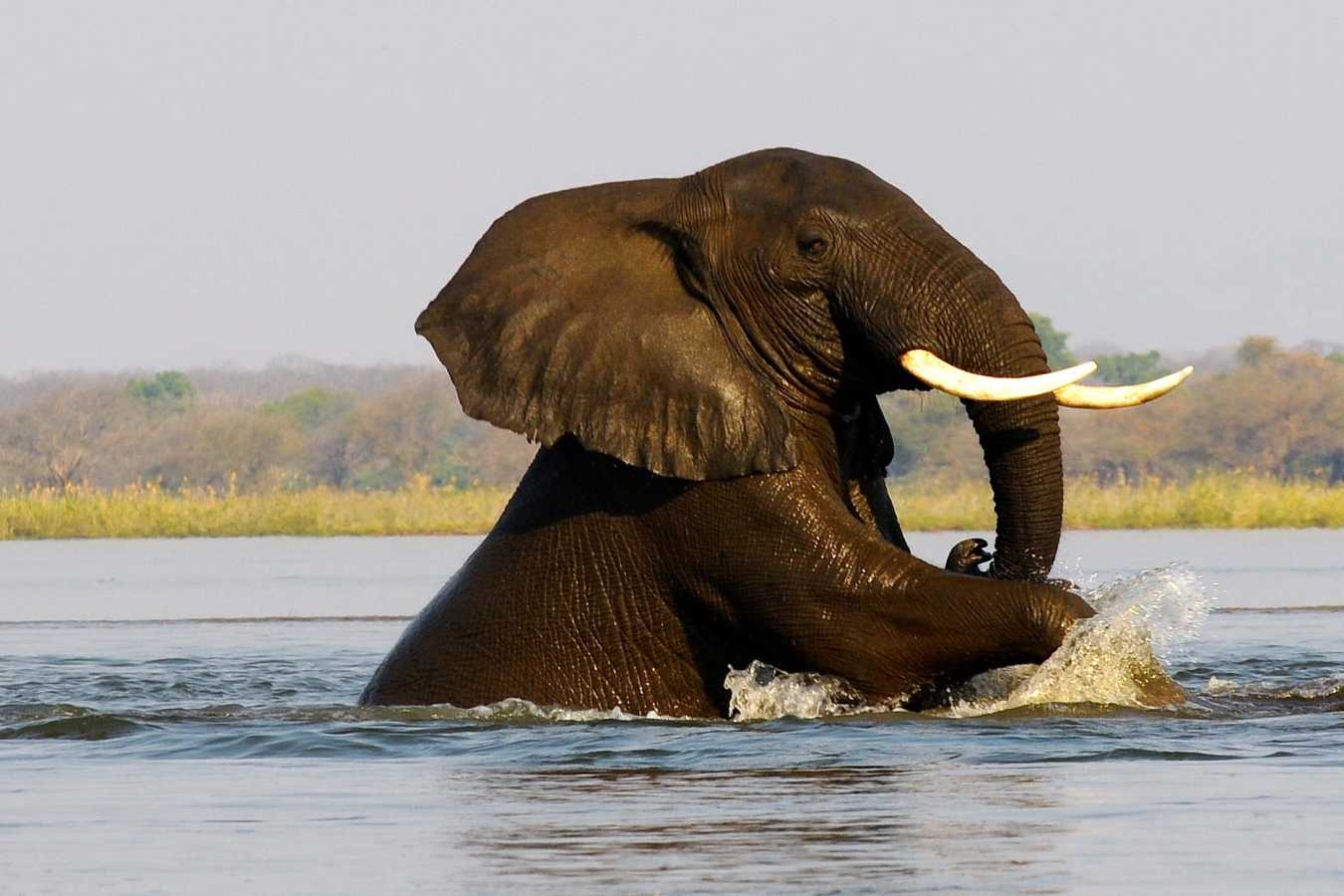 Elephant swimming - Old Mondoro