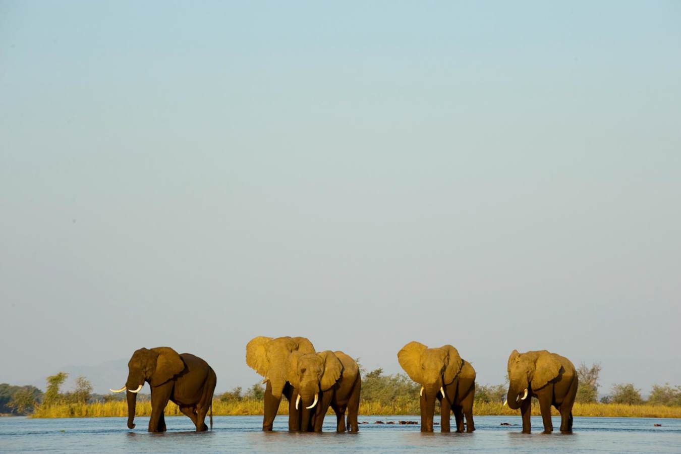 Elephants - Old Mondoro