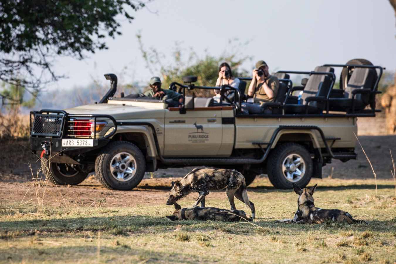 Wild dog on game drive 