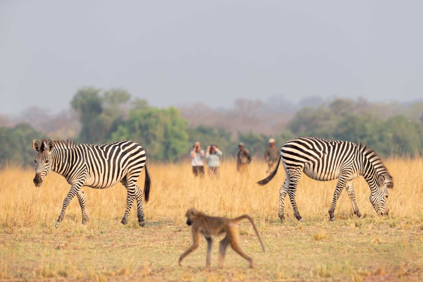 Zebra and baboon on walking safari 