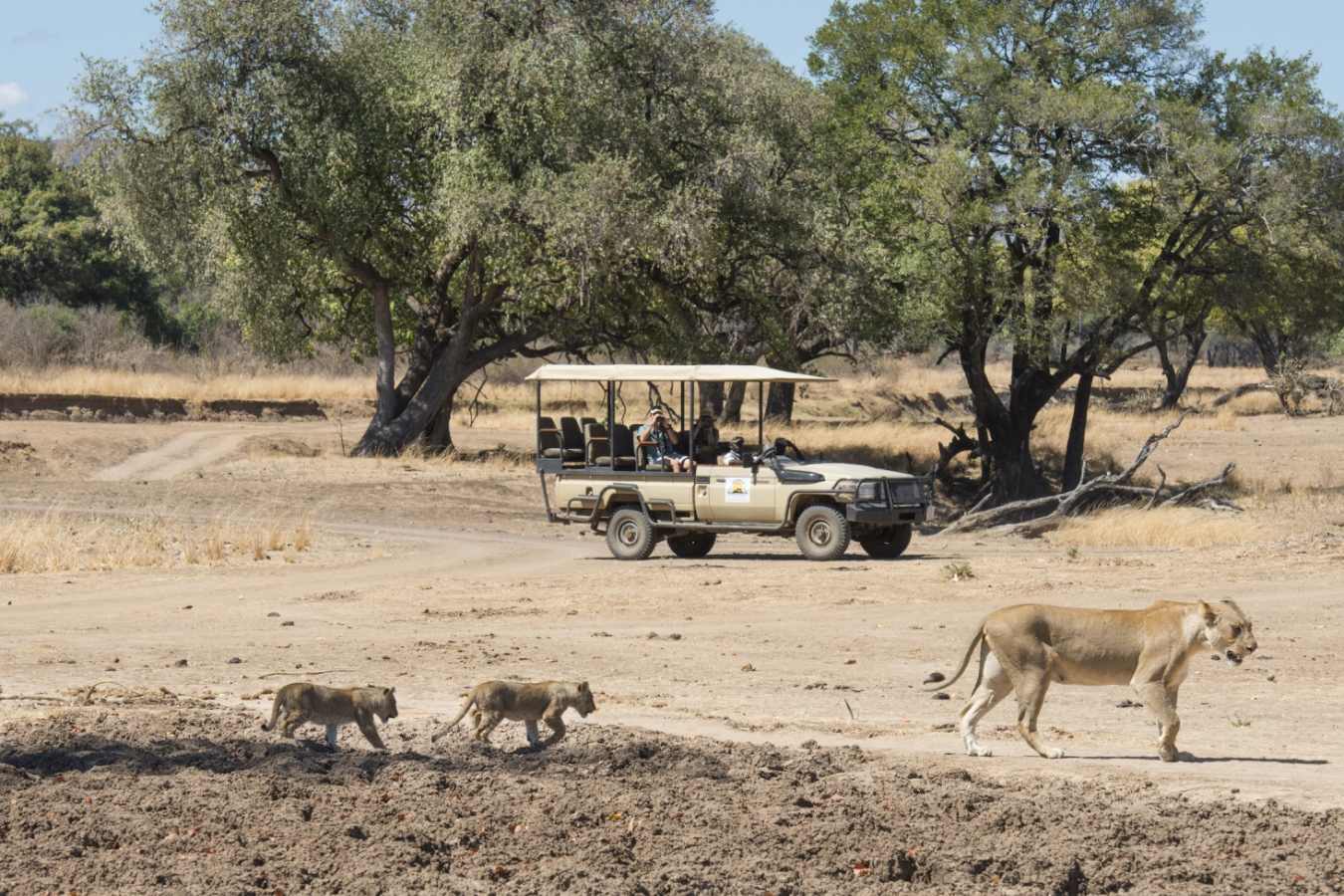 Lions on game drive 