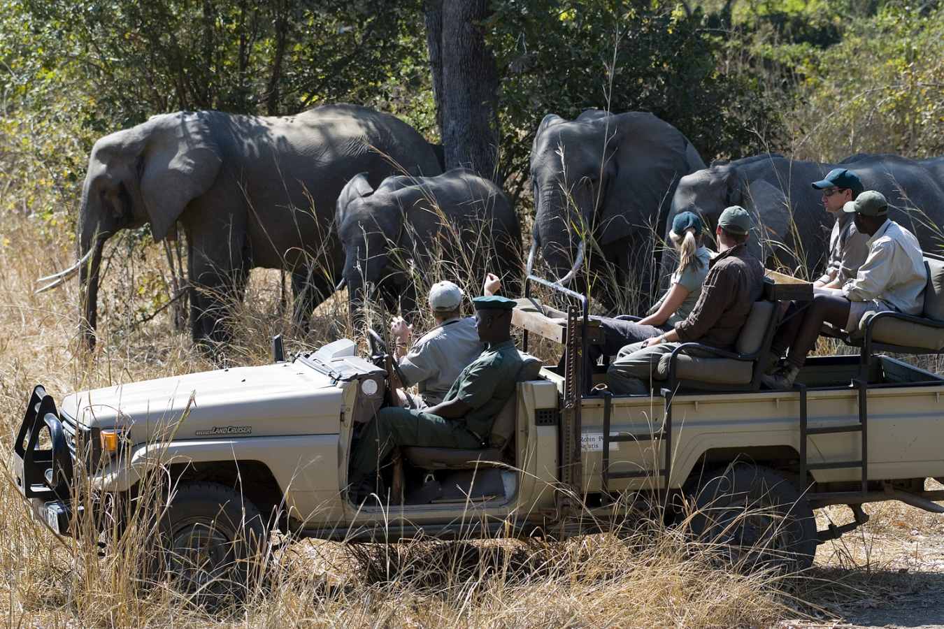 Game Drive - Robin Pope Luangwa Bush Camping