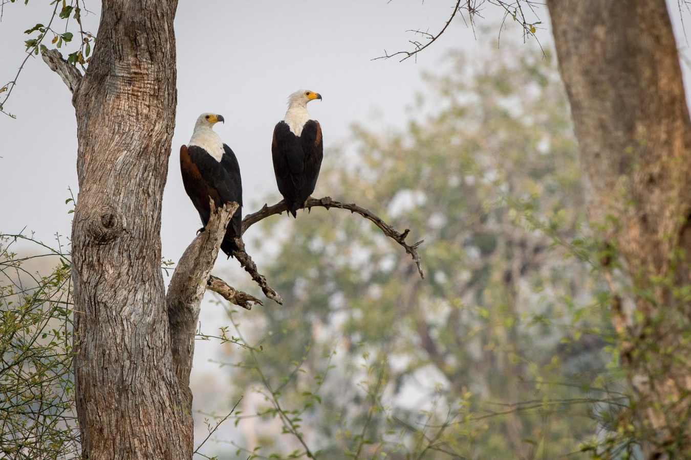 Fish Eagle - Robin Pope Luangwa Bush Camping