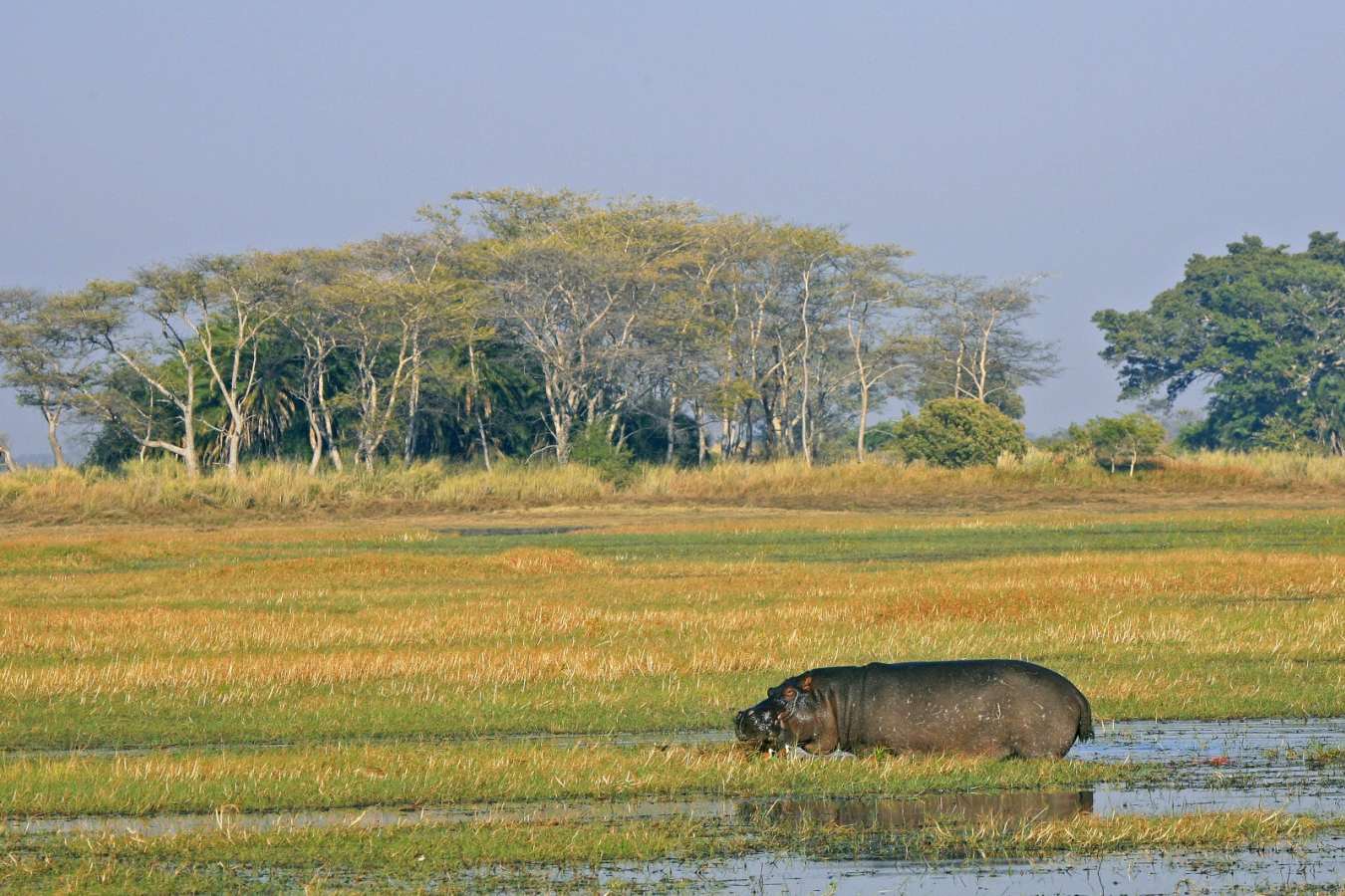 Hippo - Shumba Camp