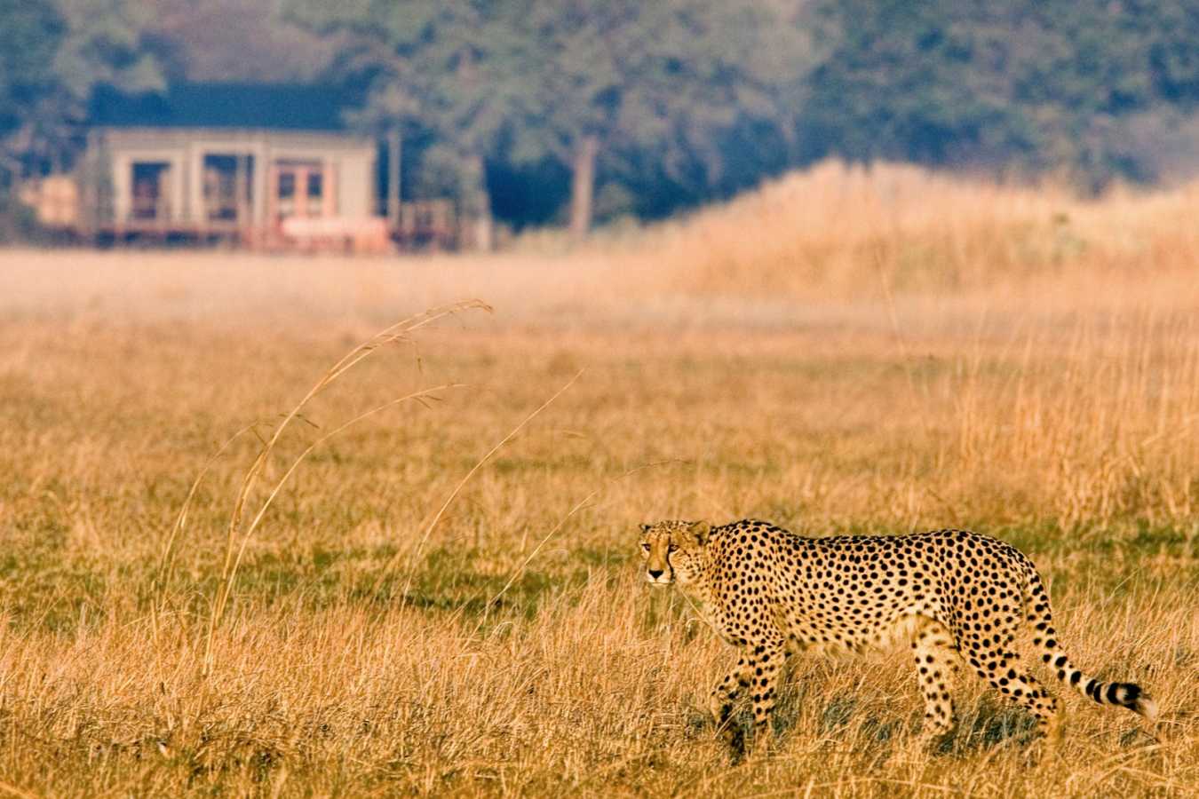 Shumba Camp