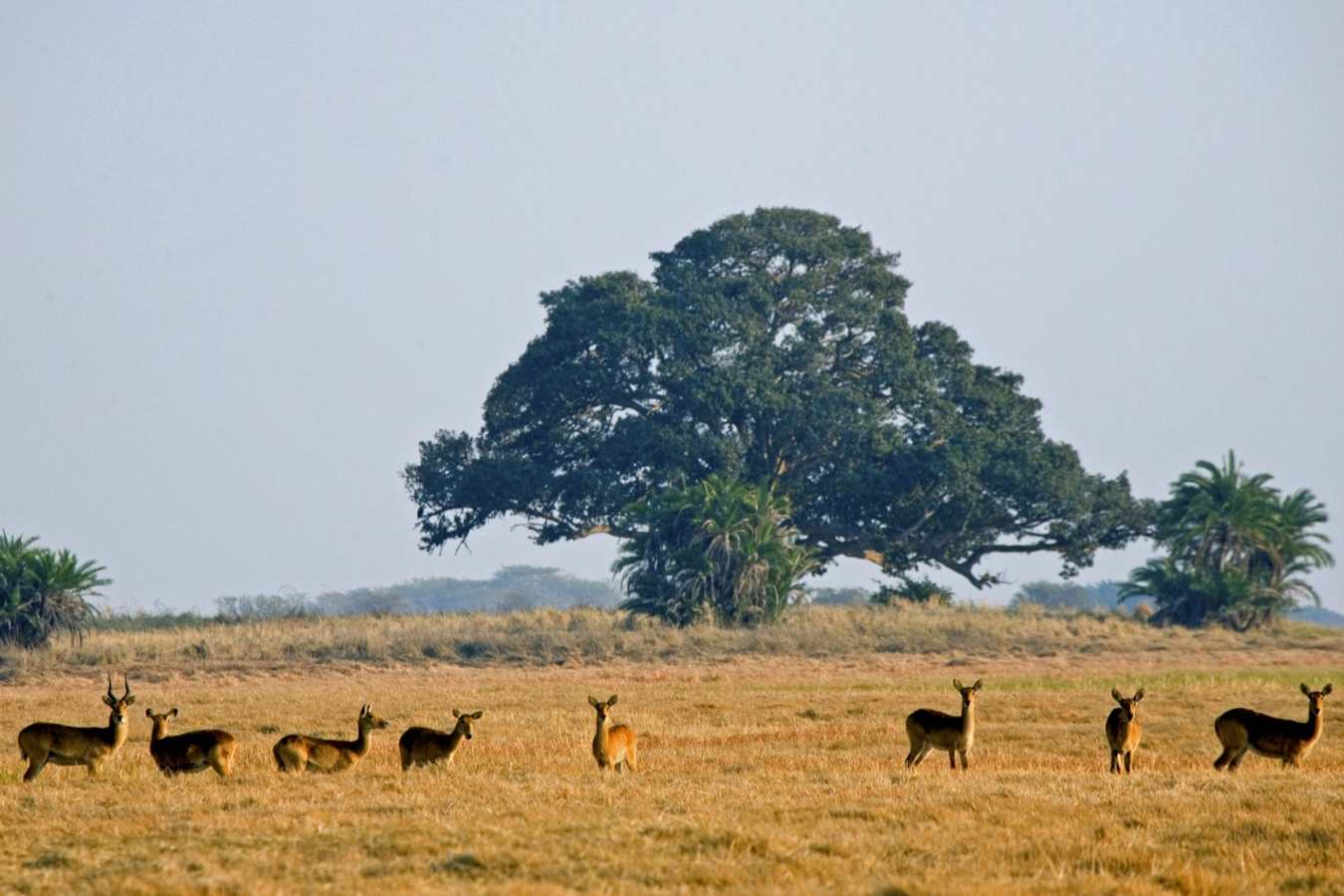 Shumba Camp