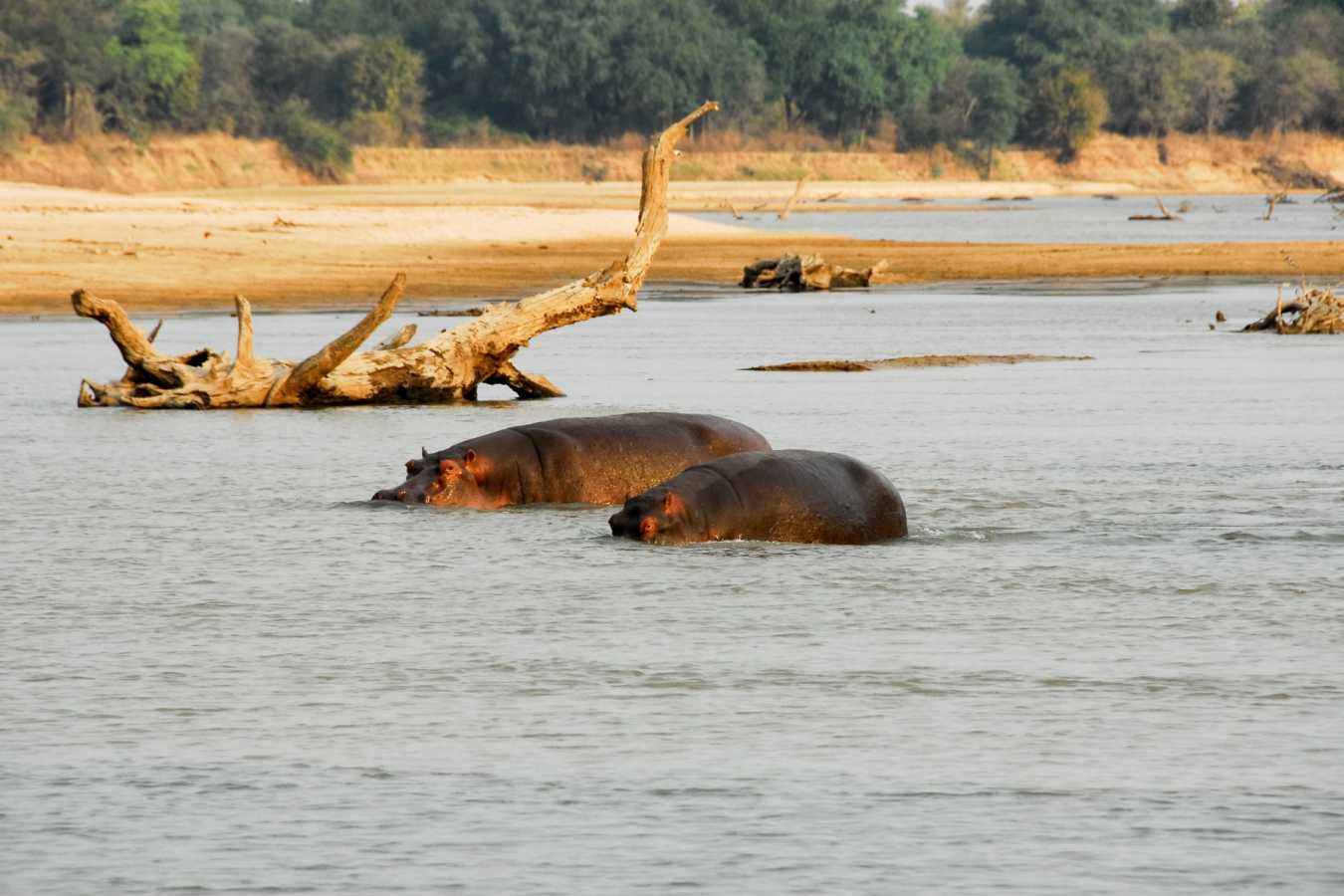Hippos in the Luangwa River