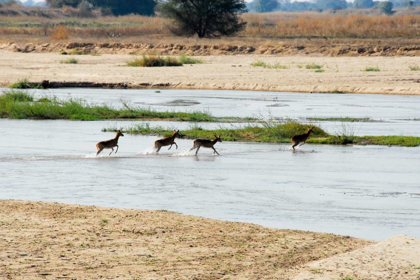 Impala crossing Mwaleshi River
