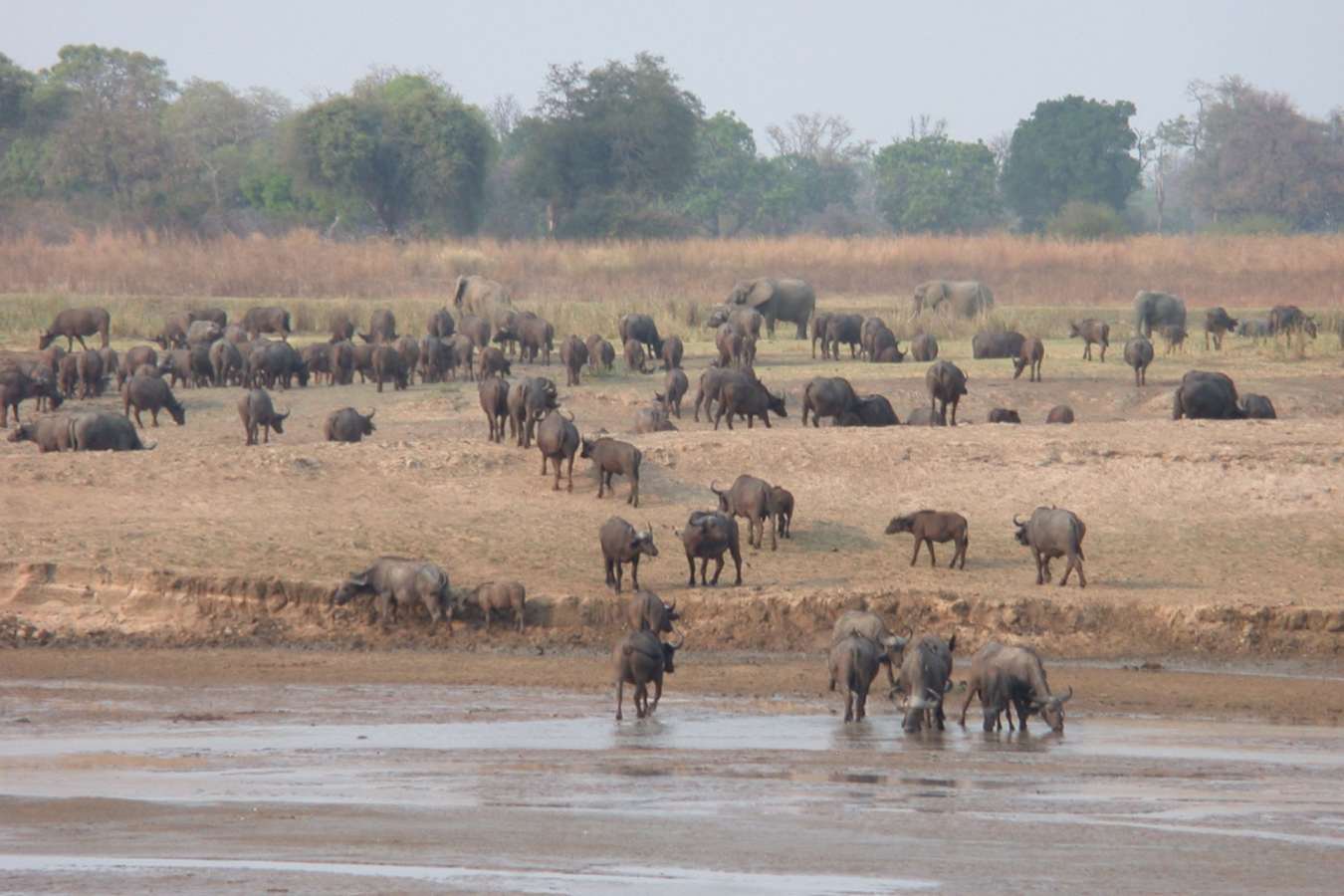 Buffalo