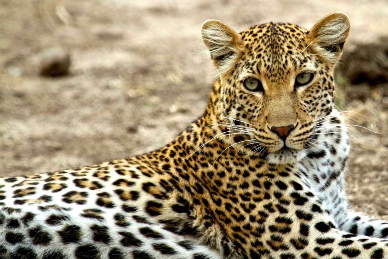 Leopard -
