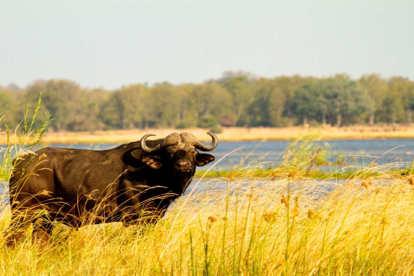 Buffalo -