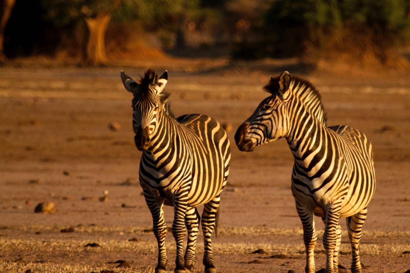 Zebra -