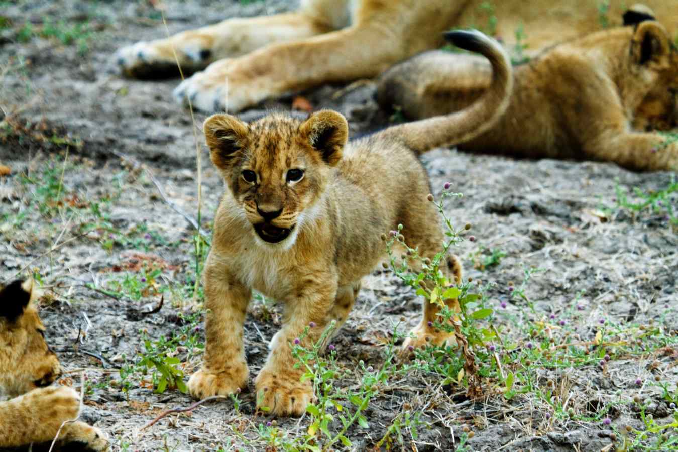Lion cub -