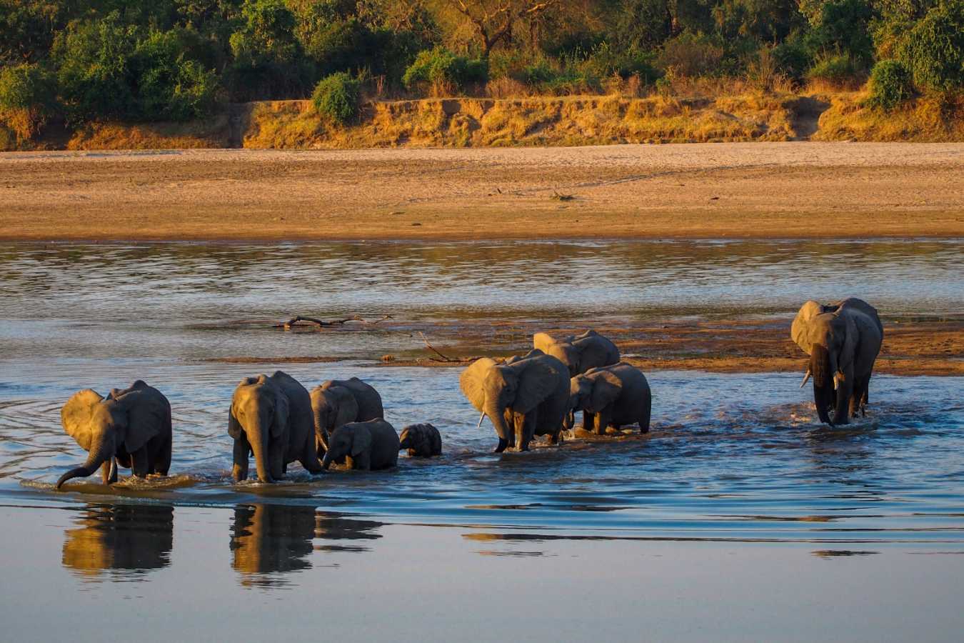 Elephants crossing the Luangwa River - Classic Zambia and Malawi