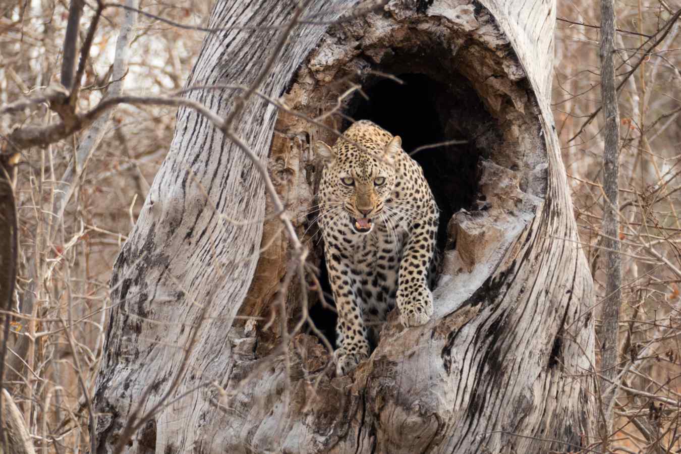 Leopard sighting in the South Luangwa