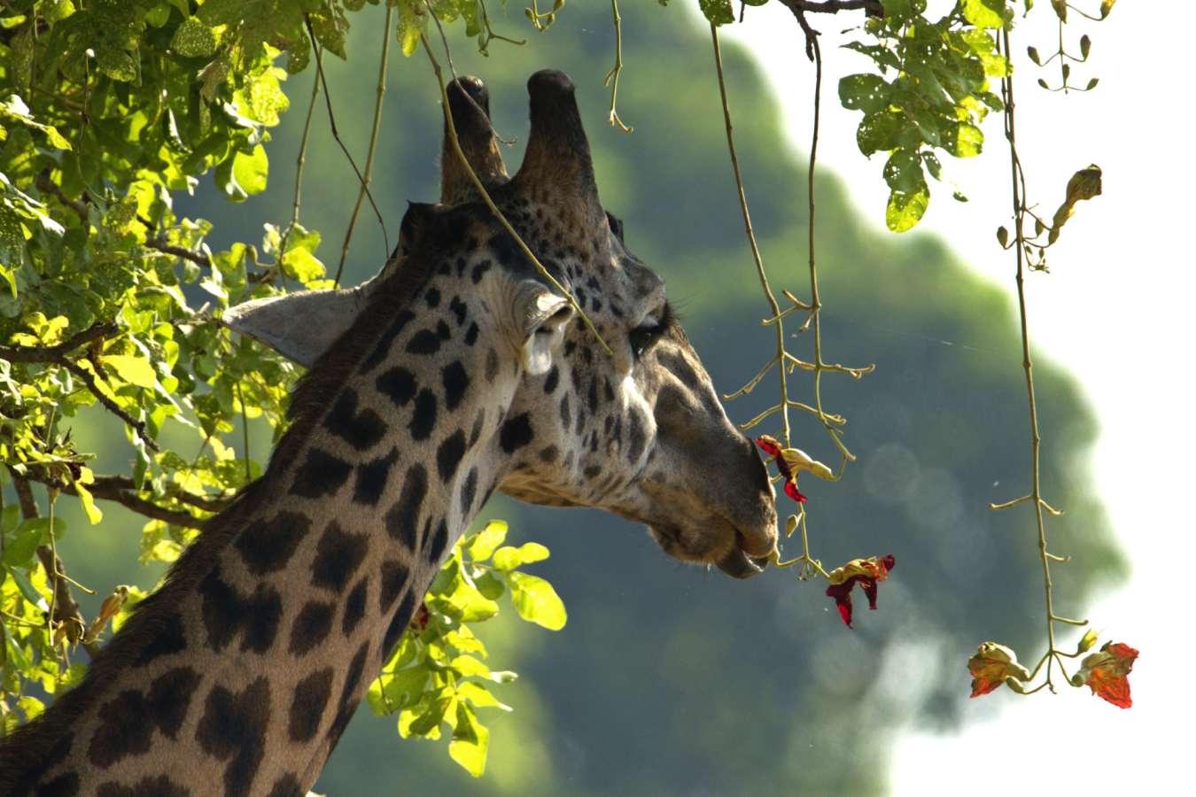 Giraffe - Best of Zambia
