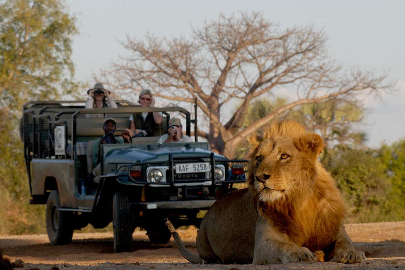 Game drives - Best of Zambia