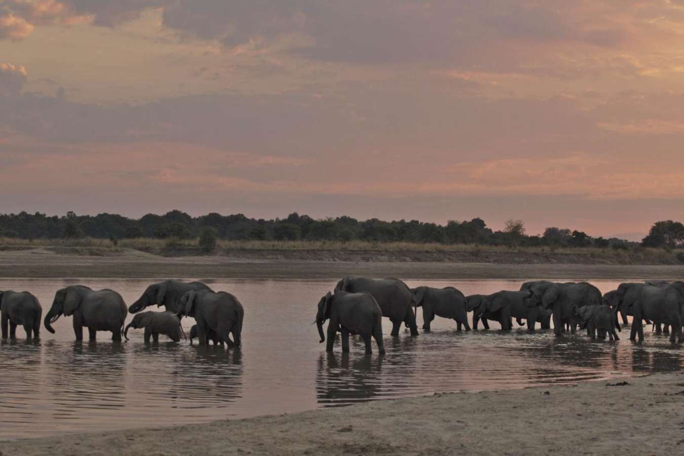 Elephants - Exploring Southern Luangwa