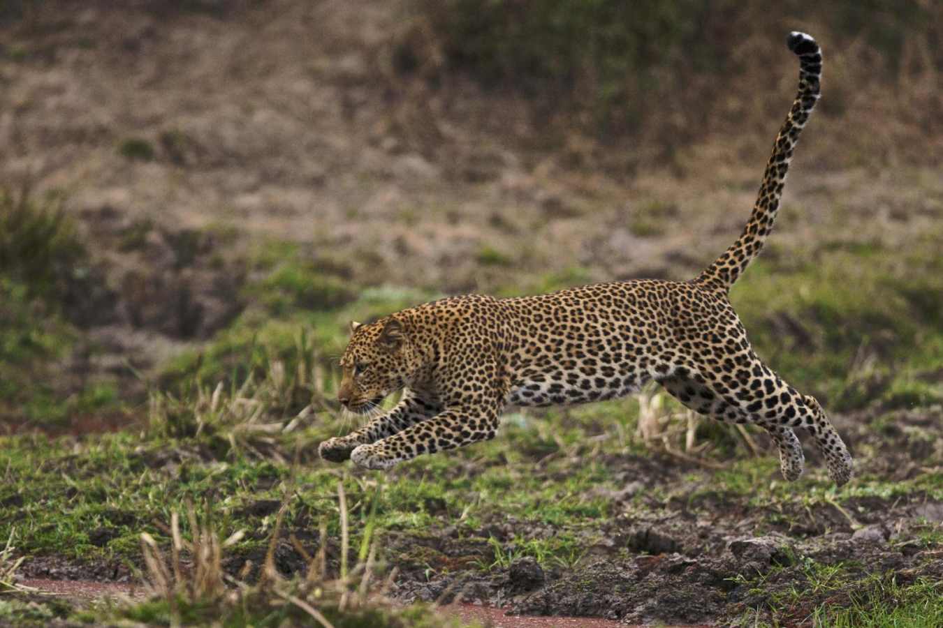 Cheetah Mfuwe Lodge - Exploring Southern Luangwa