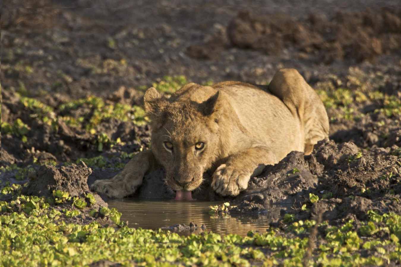 Lioness - Exploring Southern Luangwa