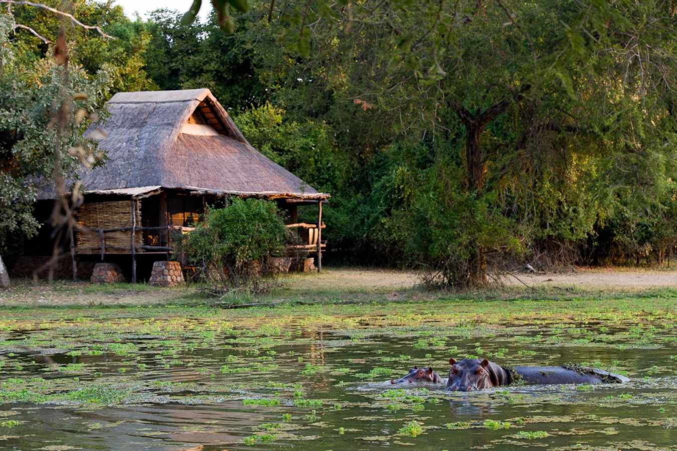 Hippo - Exploring Southern Luangwa