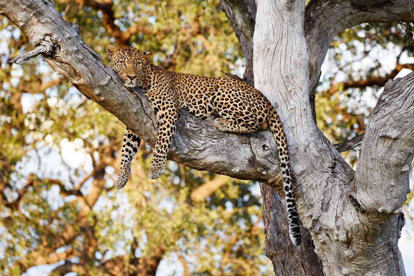 Limitless Botswana
