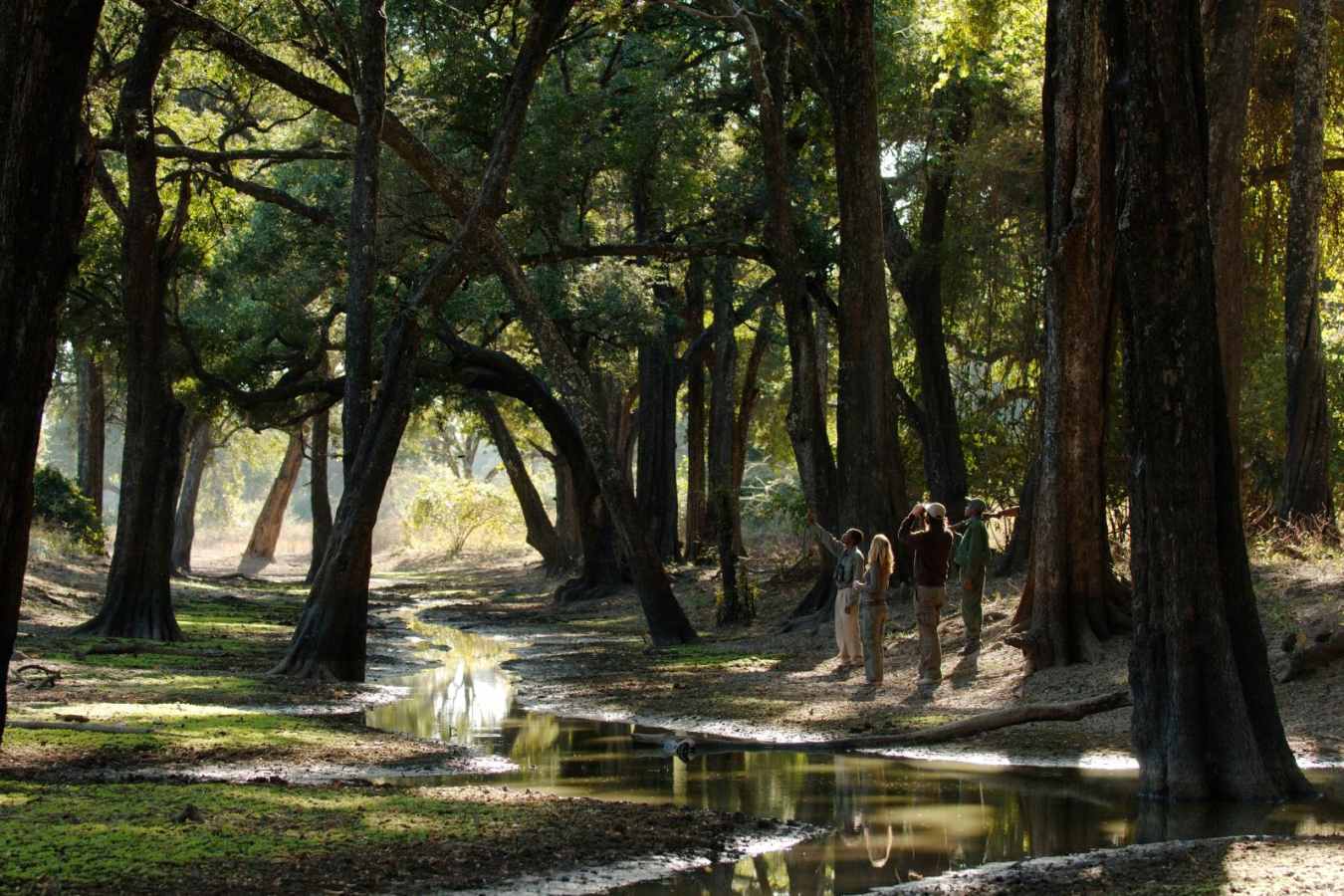Walk in the Ebony Glade - Ultimate Zambia and Malawi