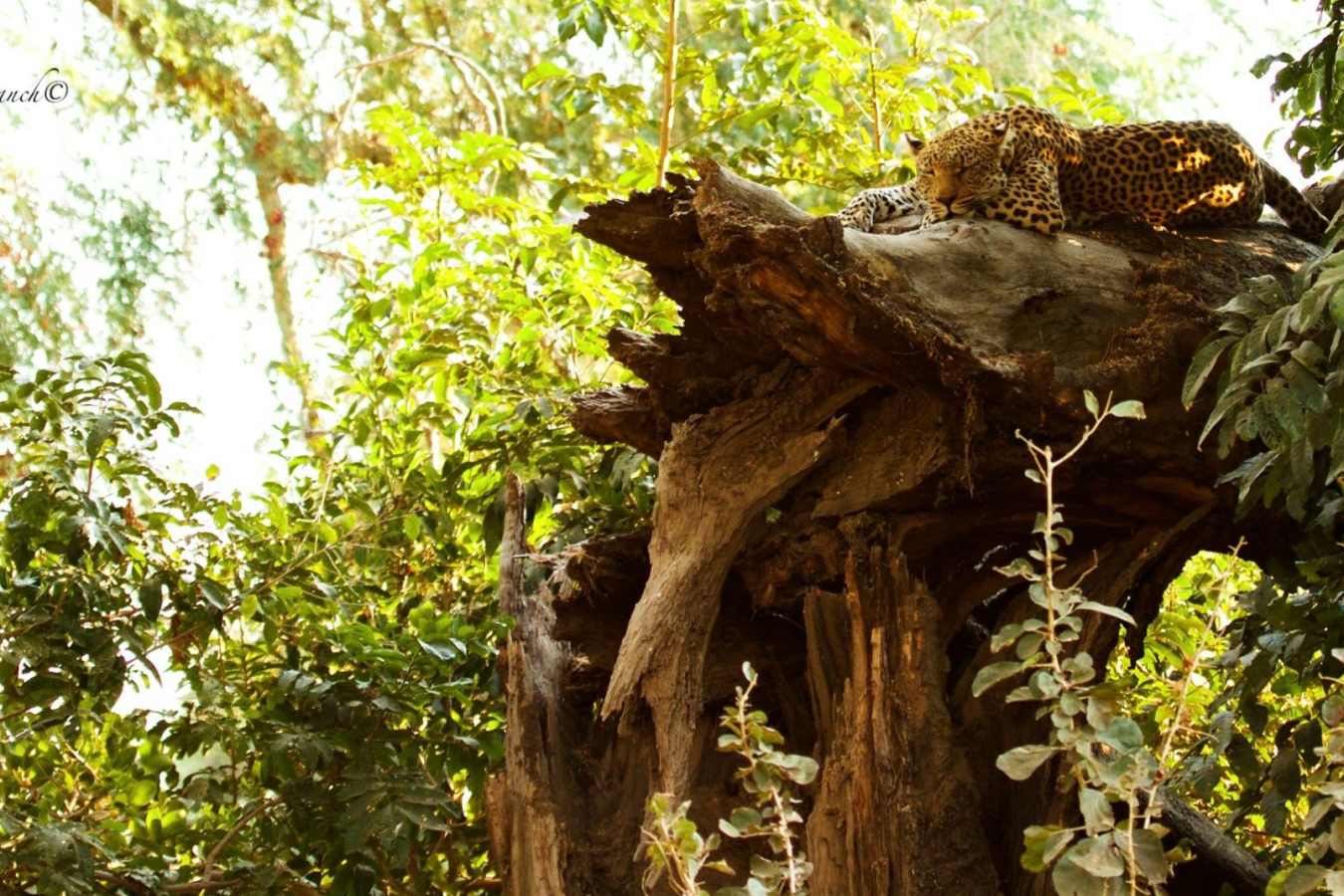 Sleeping leopard