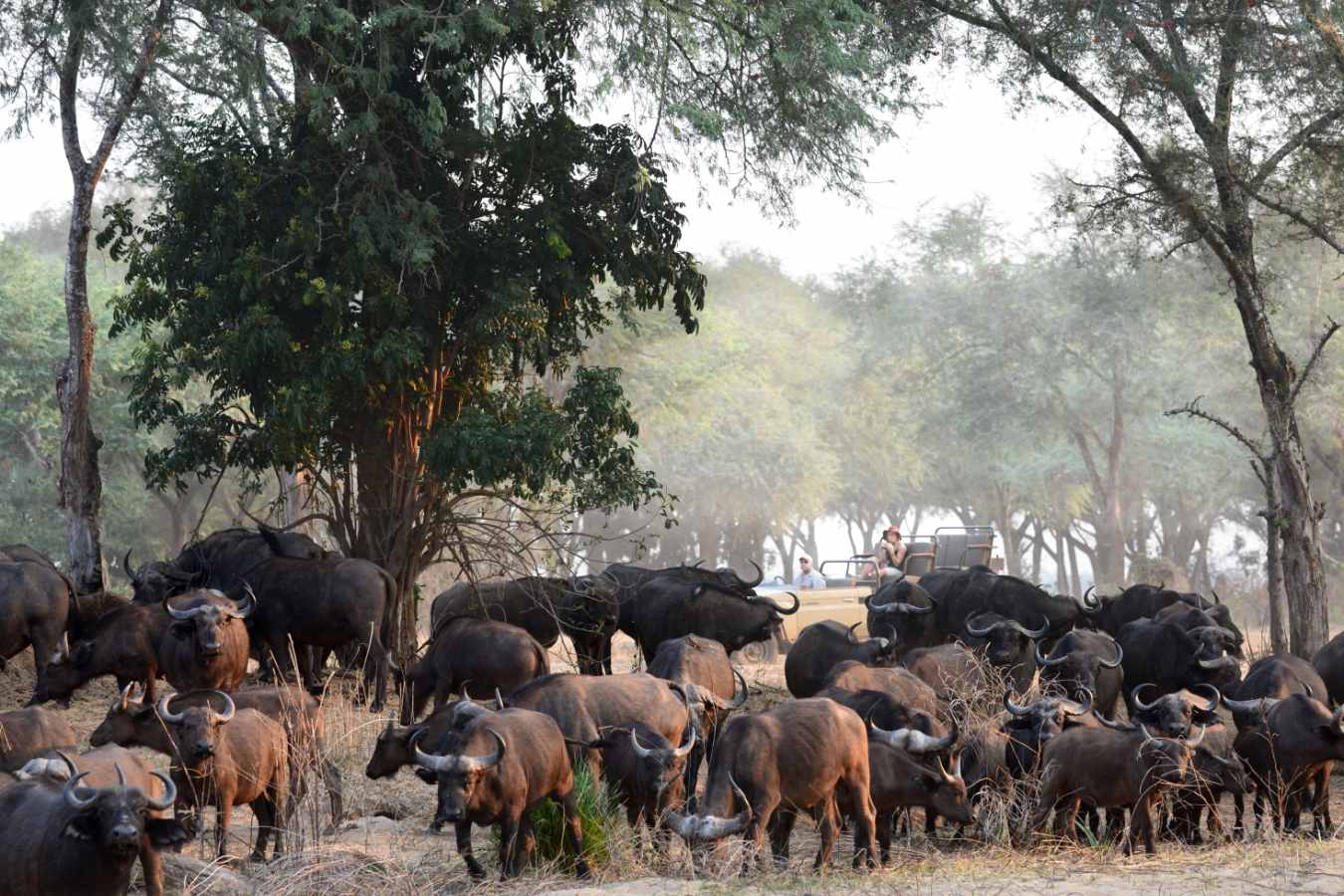 Game drive with buffalo