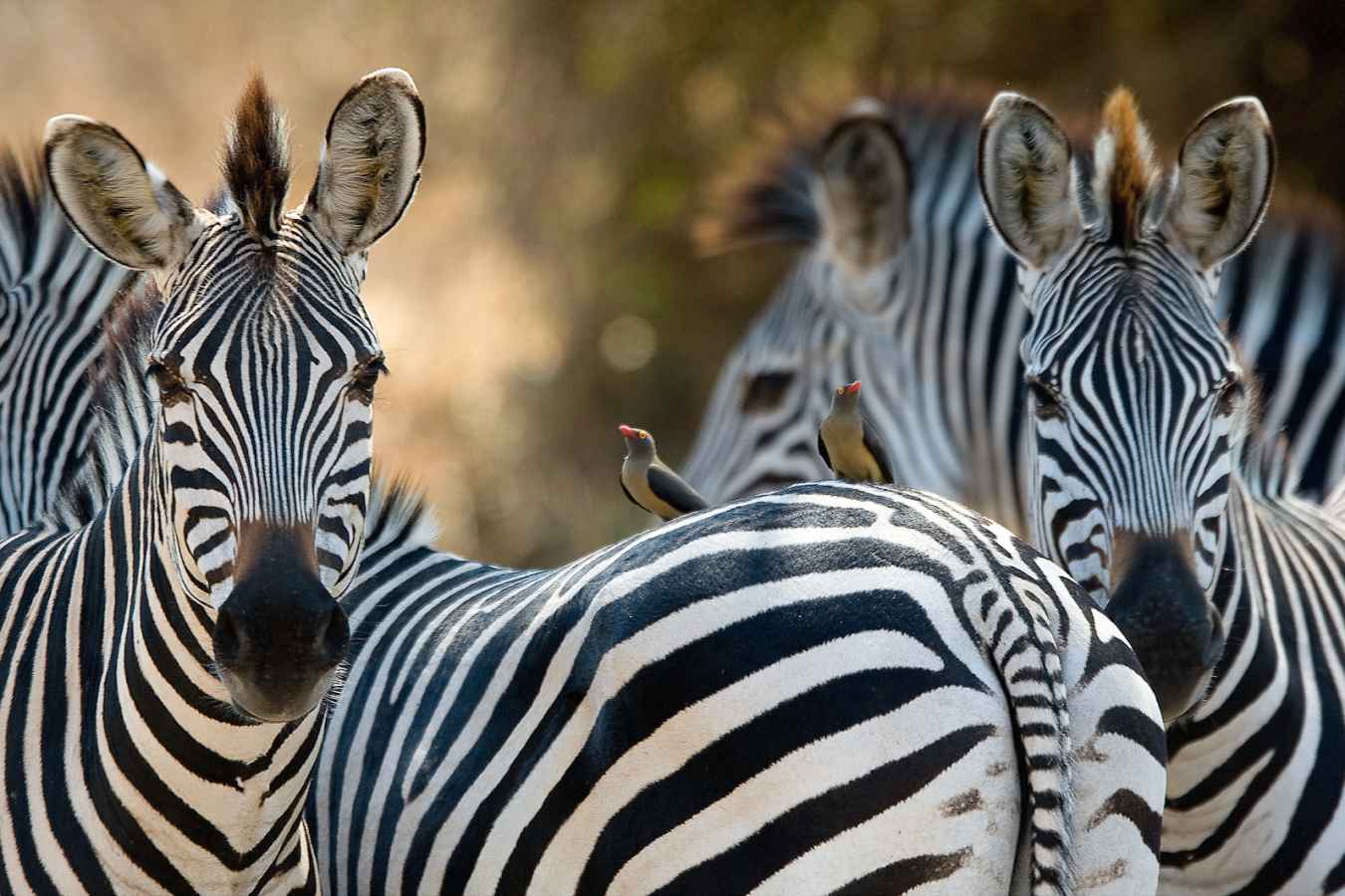 Zebra - Zambia Mobile Walking Safari