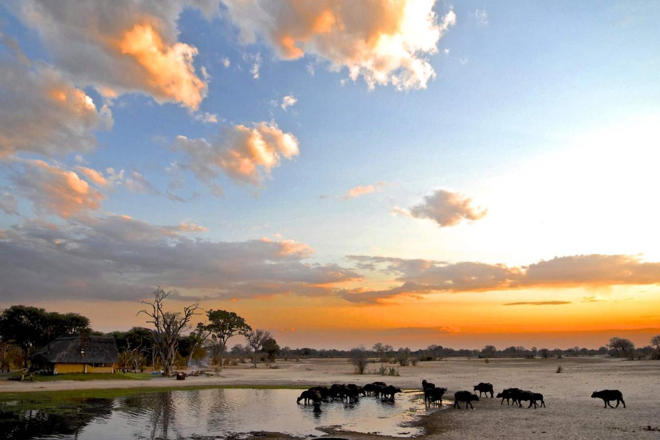 Buffalo  - Bomani Tented Lodge