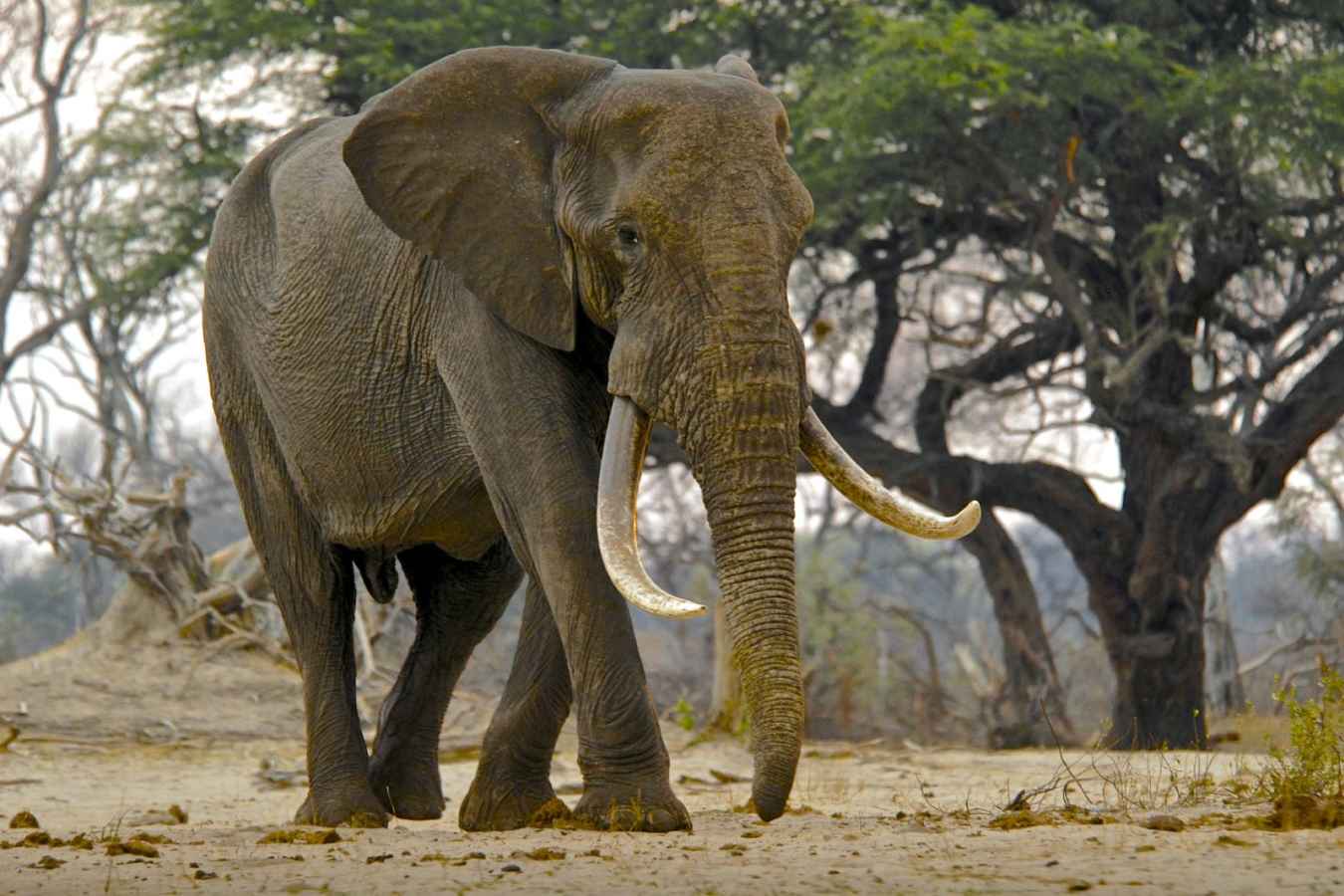 Big Hwange Bull - Bomani Tented Lodge