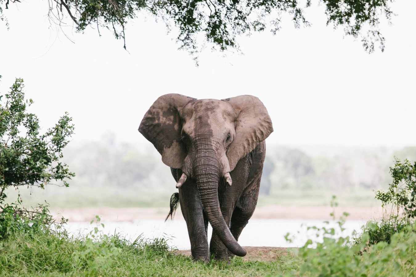 Elephant - Chilo Gorge Safari Lodge
