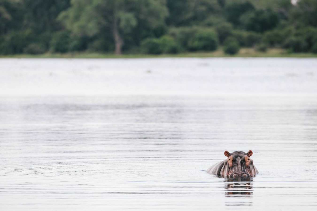 Hippo wallowing - Chilo Gorge Safari Lodge