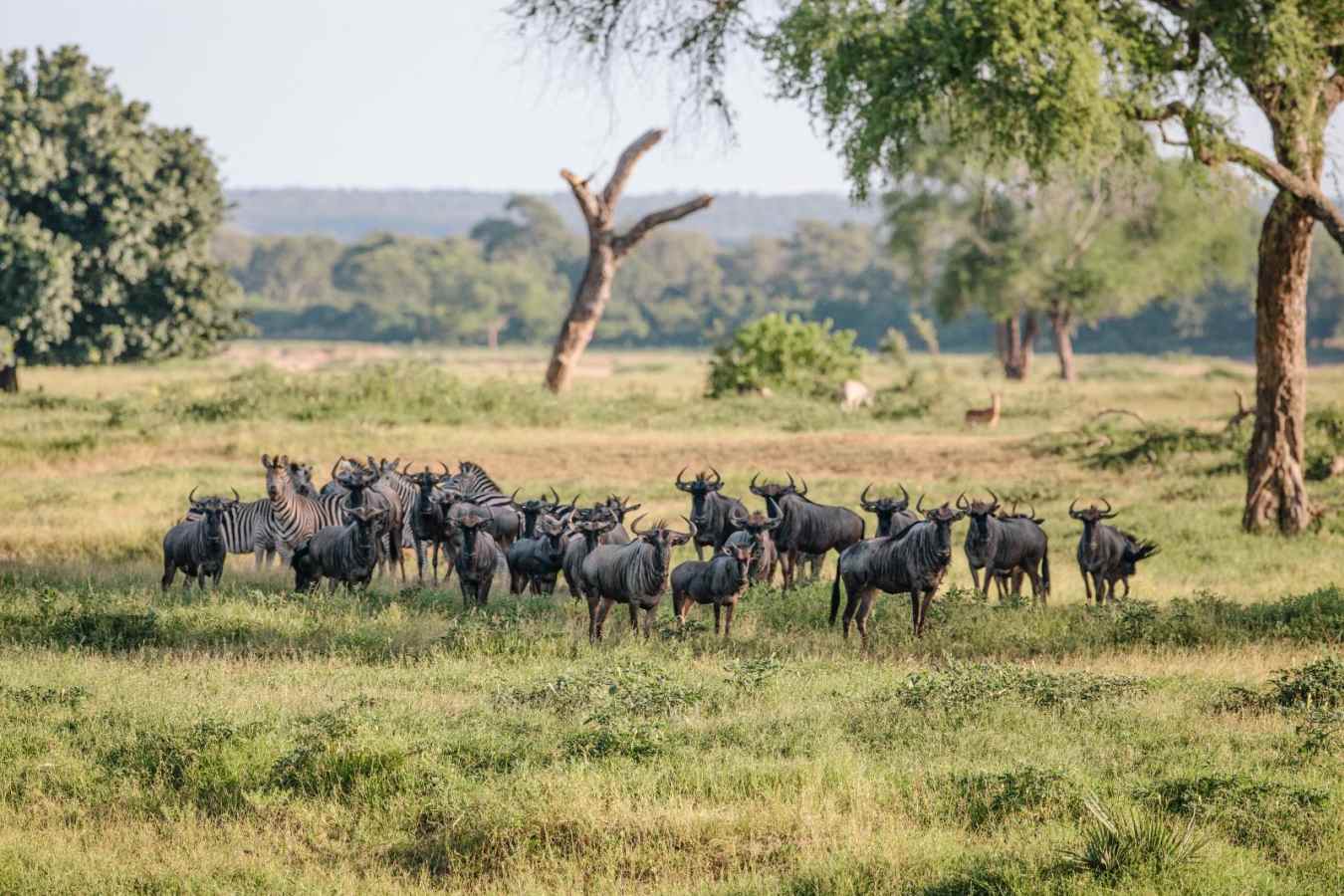 Game viewing - Chilo Gorge Safari Lodge