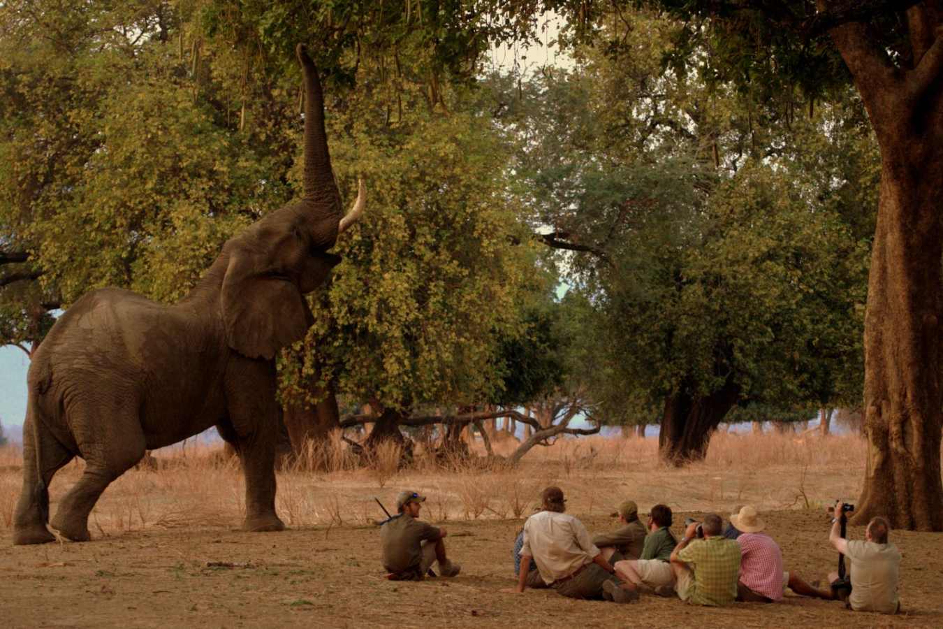 Game viewing - Goliath Safari Camp