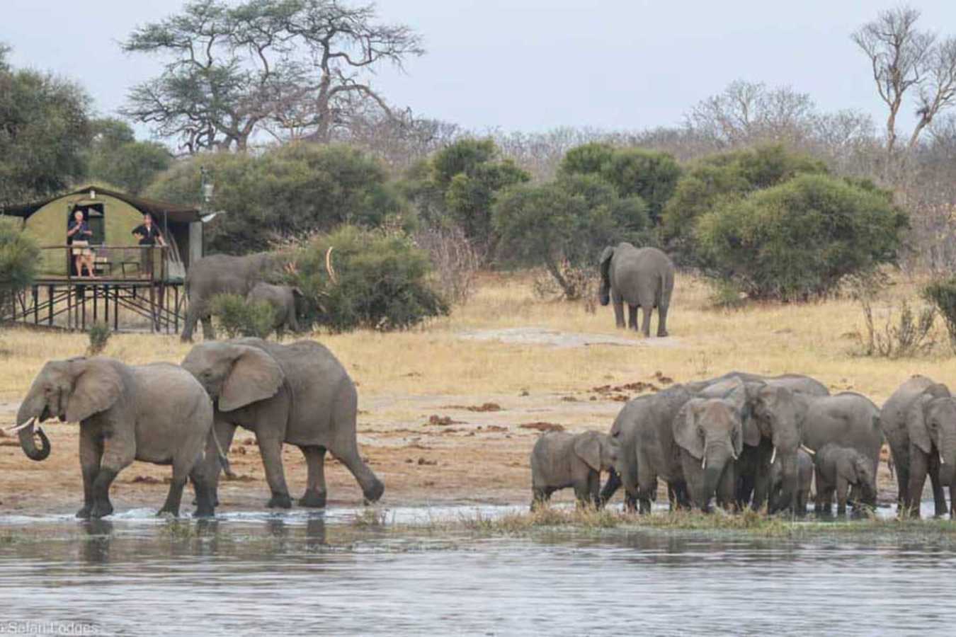 Elephants