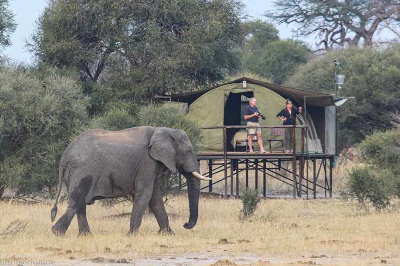 Elephant