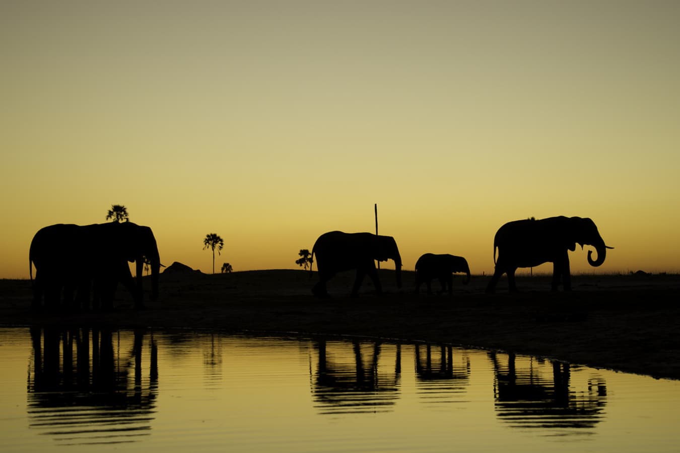 Elephants - Little Makalolo Camp