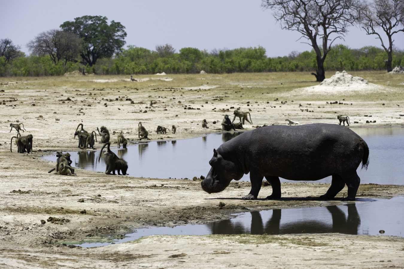 Thirsty Monkeys and a Hippo - Little Makalolo Camp