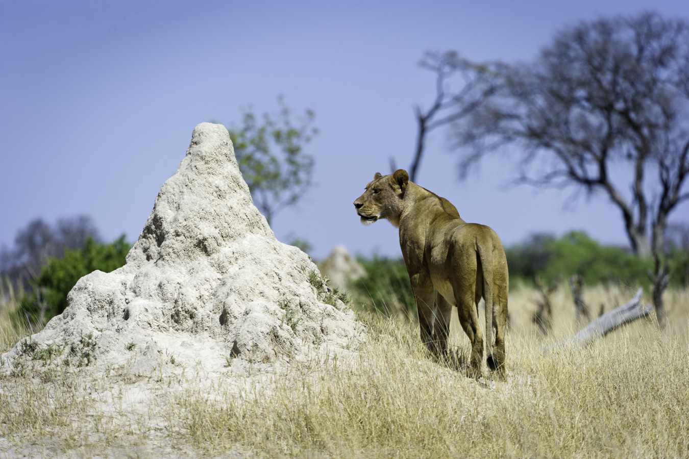 Lion - Little Makalolo Camp