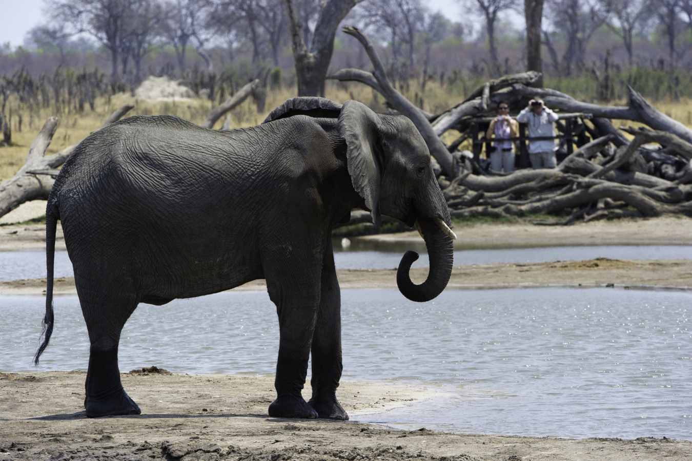 Elephant watching - Little Makalolo Camp