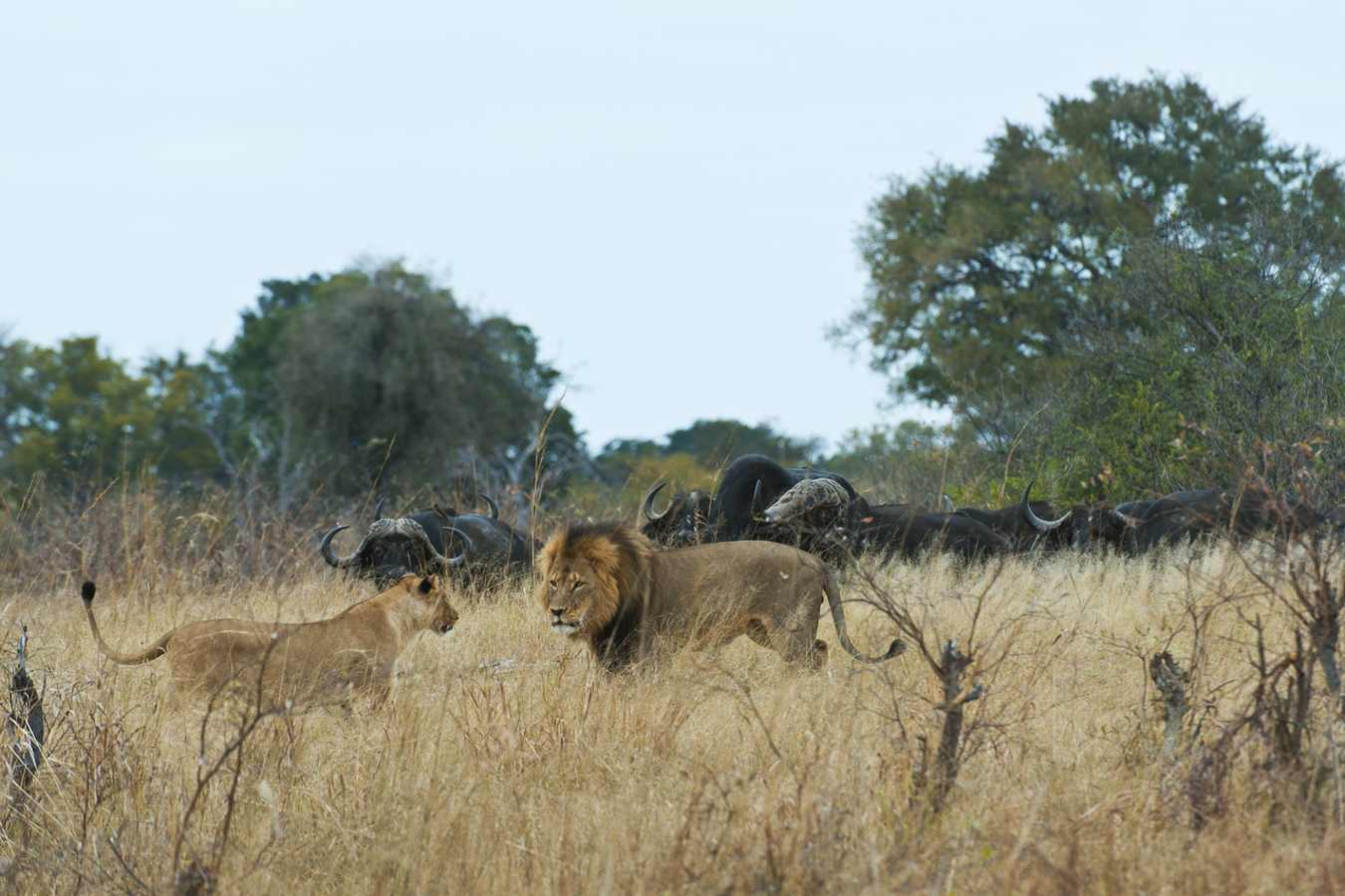 Lions - Little Makalolo Camp