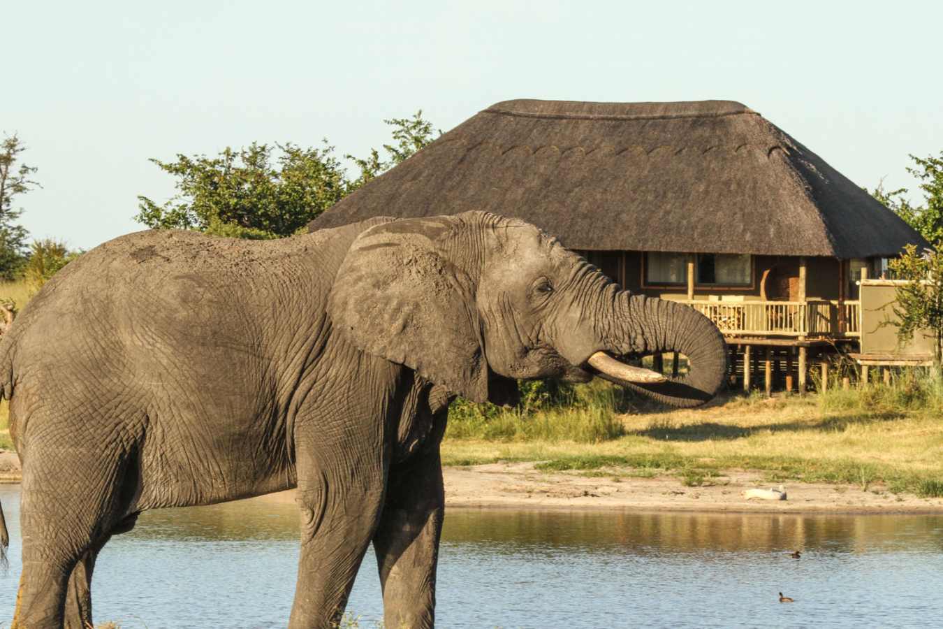 Nehimba - Waterhole infront of Tented Room