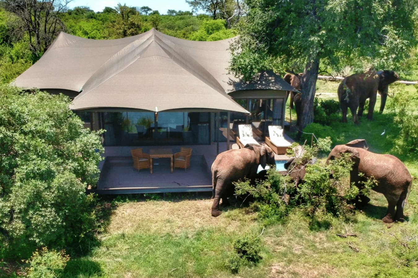 Elephants