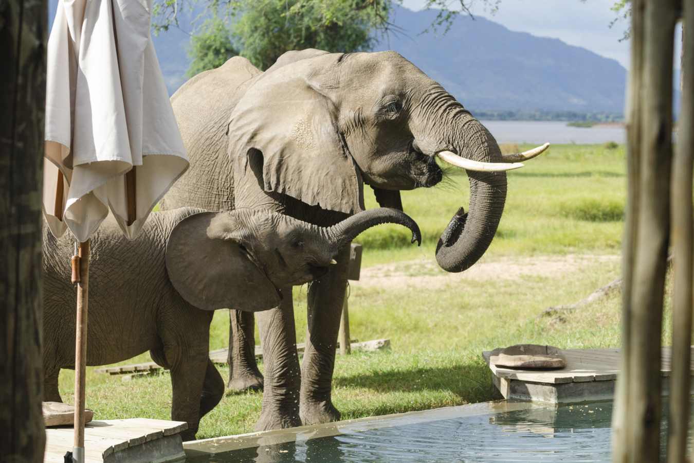 Elephant drinking from the pool - Rukomechi Camp